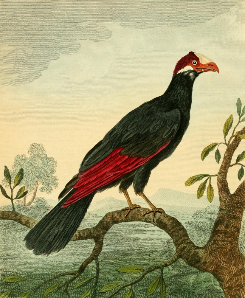 Musei Leveriani 1792 Royal Cuckow Poster Print by Charles R. Ryley