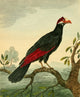 Musei Leveriani 1792 Royal Cuckow Poster Print by Charles R. Ryley