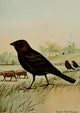 Bird Life 1901 Cowbird Poster Print by Ernest T. Seton showcasing vibrant colors and intricate details.