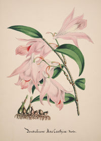 Collection d'Orchide c.1900 Dendrobium Macarthiae Poster Print showcasing detailed orchid artwork.