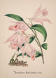 Collection d'Orchide c.1900 Dendrobium Macarthiae Poster Print showcasing detailed orchid artwork.