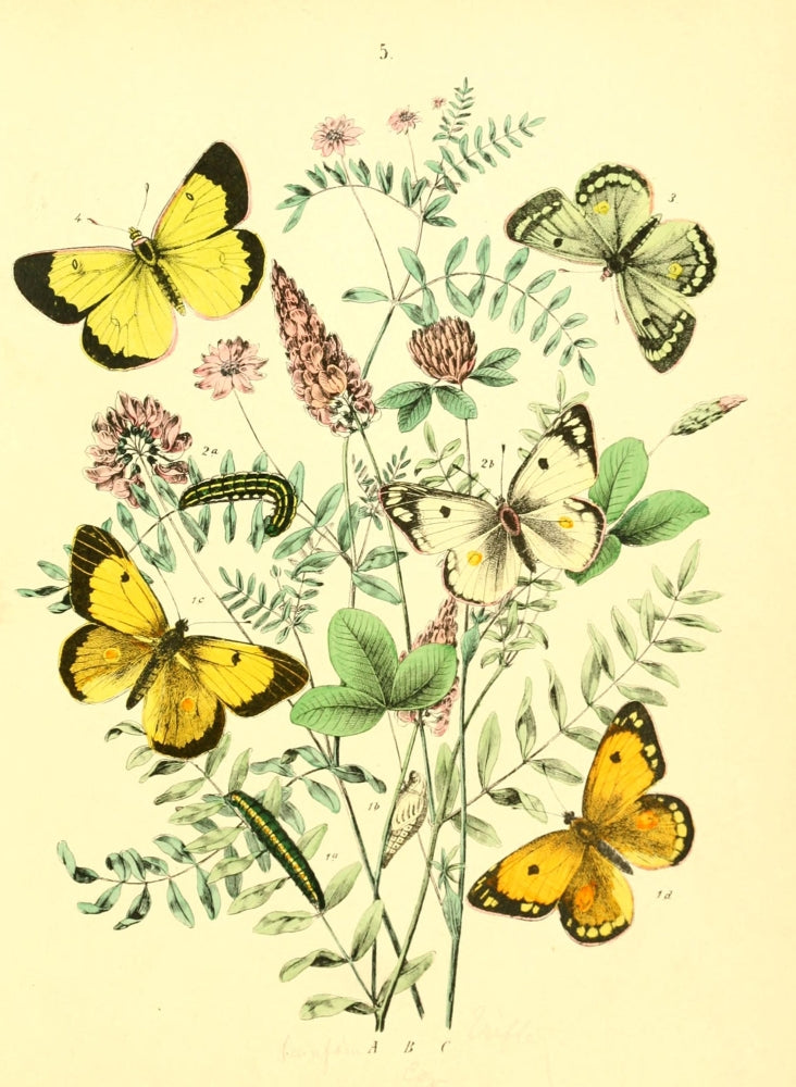 Musée Entomologique Illustré 1876 Poster Print featuring detailed insect illustrations.
