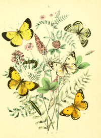 Musée Entomologique Illustré 1876 Poster Print featuring detailed insect illustrations.