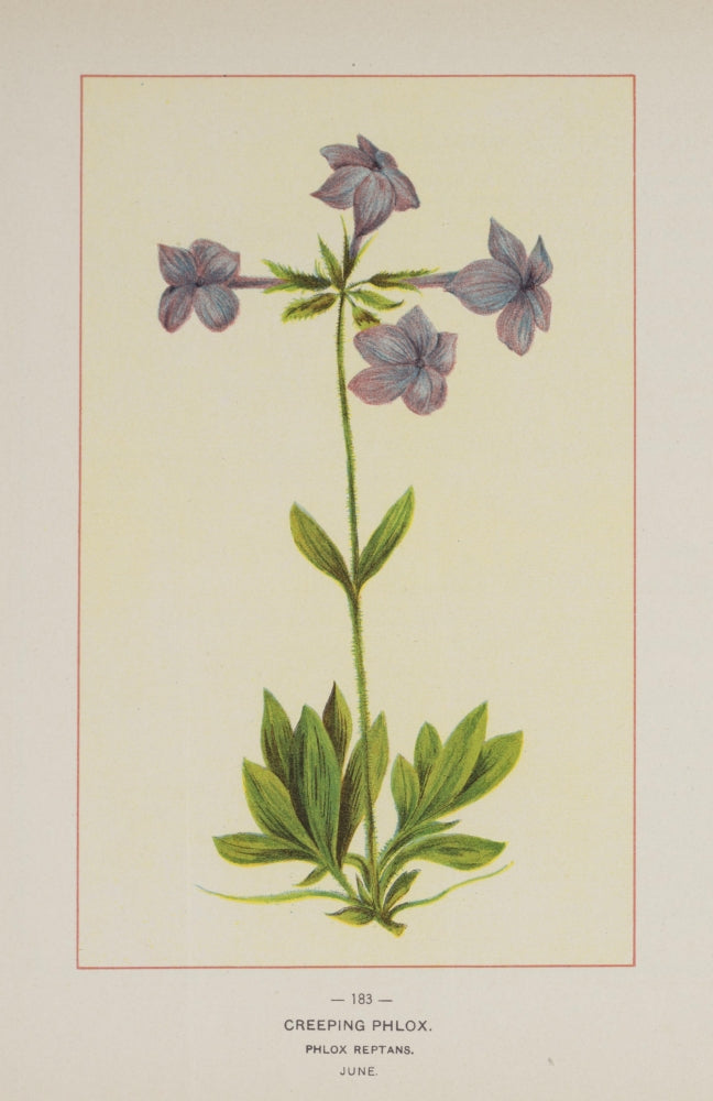 Wild Flowers of America 1894 Creeping Phlox Poster Print featuring vibrant floral design.