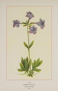 Wild Flowers of America 1894 Creeping Phlox Poster Print featuring vibrant floral design.