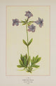 Wild Flowers of America 1894 Creeping Phlox Poster Print featuring vibrant floral design.