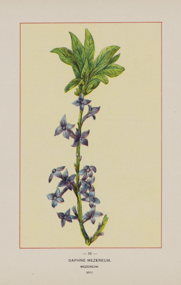 Wild Flowers of America 1894 Mezereum Poster Print featuring vibrant floral design.