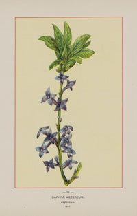 Wild Flowers of America 1894 Mezereum Poster Print featuring vibrant floral design.