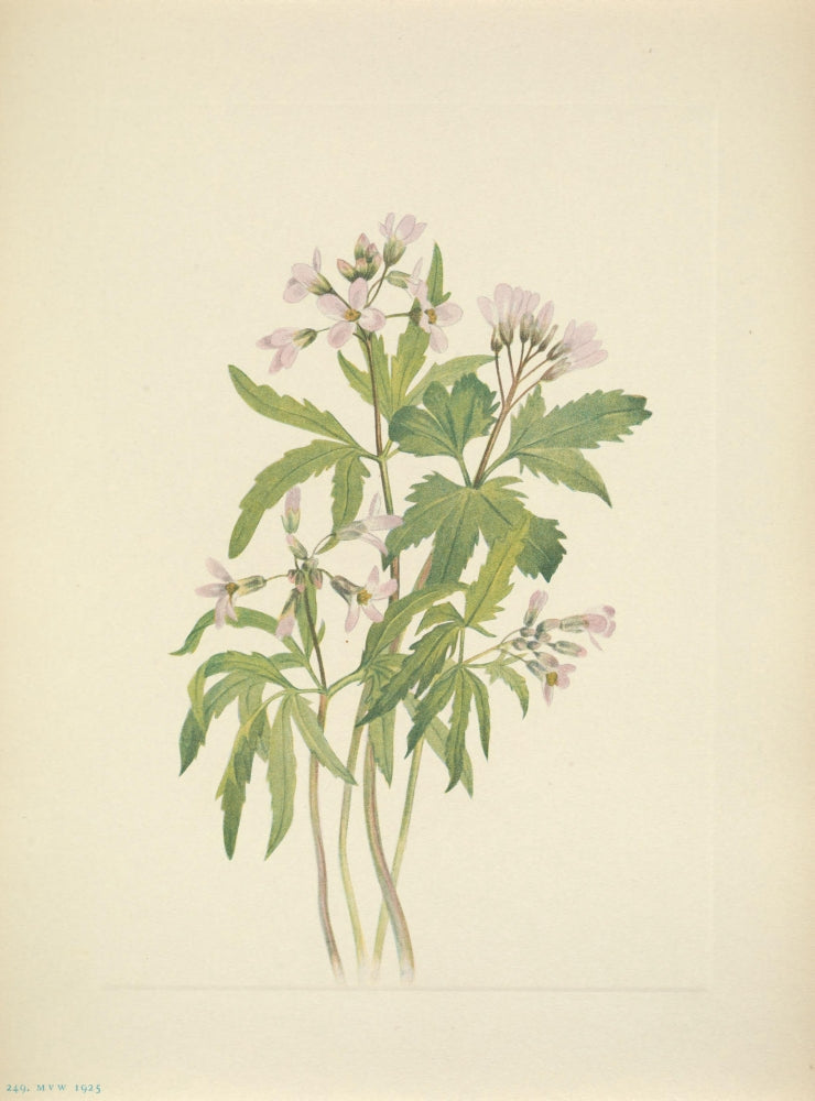 N. American Wild Flowers 1925 Cut Toothwort Poster Print by Mary V. Walcott