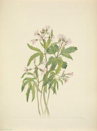 N. American Wild Flowers 1925 Cut Toothwort Poster Print by Mary V. Walcott