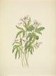 N. American Wild Flowers 1925 Cut Toothwort Poster Print by Mary V. Walcott