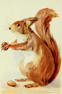 British Mammals Squirrel Poster Print from the 1920s