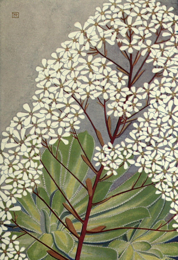 Alpine Flora 1911 Saxifraga Cotyledon Poster Print by Philippe Robert