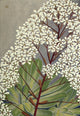 Alpine Flora 1911 Saxifraga Cotyledon Poster Print by Philippe Robert