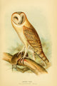 Hawks & Owls of the US 1893 Barn Owl Poster Print by J.L. Ridgway
