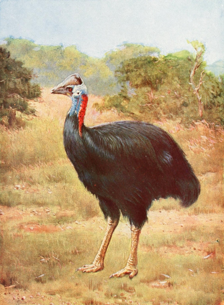 The People's Natural History Casowary Poster Print from 1903, showcasing a vibrant casowary bird.