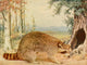 Birds & Nature 1899-1905 Raccoon Poster Print showcasing wildlife.