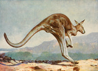 Kangaroo leaping poster print from The People's Natural History 1903.