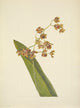 N. American Wild Flowers 1925 Spotted Cyrtopodium Poster Print by Mary V. Walcott