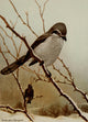 Bird Life 1901 Northern Shrike Poster Print by Ernest T. Seton
