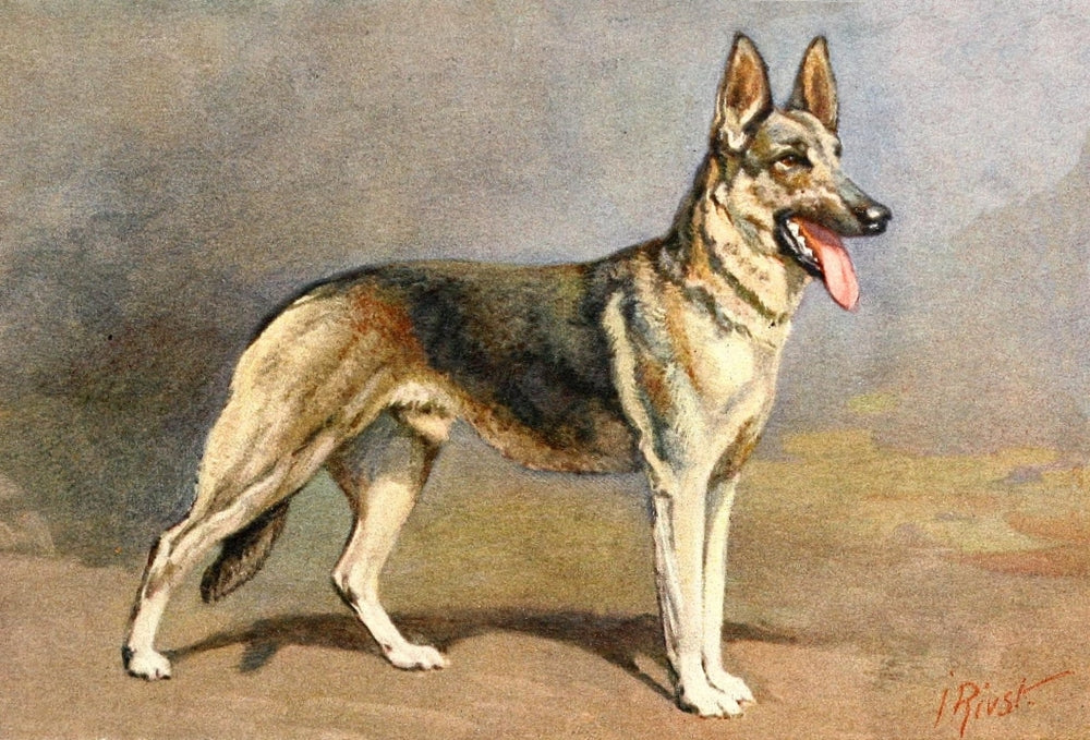 The Story of the Dog 1939 German Shepherd Poster Print featuring a vintage design.