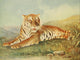 Birds & Nature 1899-1905 Tiger Poster Print showcasing a majestic tiger amidst nature.