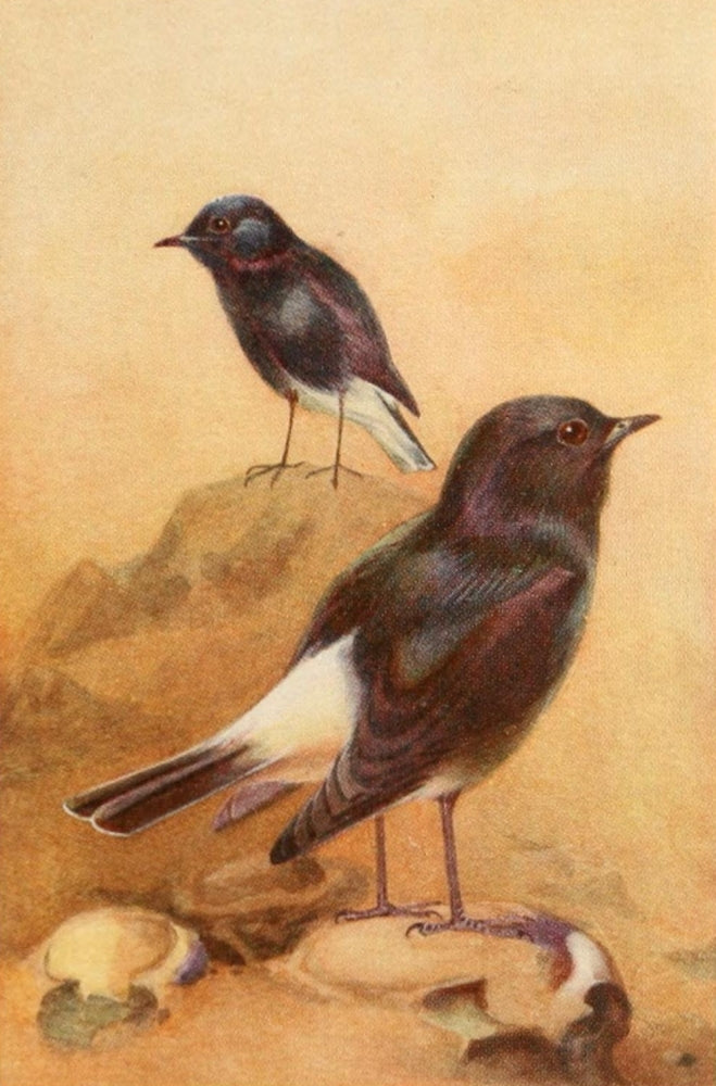 Egyptian Birds 1909 White-rumped Chat Poster Print by Charles Whymper