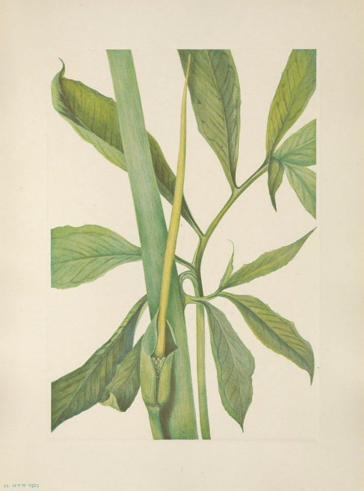 N. American Wild Flowers 1925 Greendragon Art Print by Mary V. Walcott showcasing vibrant wildflowers.