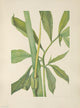 N. American Wild Flowers 1925 Greendragon Art Print by Mary V. Walcott showcasing vibrant wildflowers.