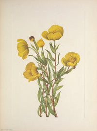 N. American Wild Flowers 1925 Bushpoppy Poster Print by Mary V. Walcott