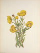 N. American Wild Flowers 1925 Bushpoppy Poster Print by Mary V. Walcott