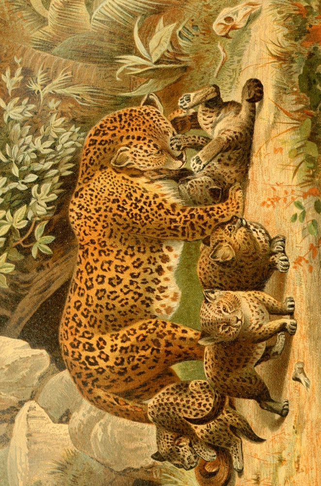 Royal Natural History Leopards Poster Print from 1893-1896