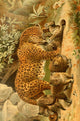 Royal Natural History Leopards Poster Print from 1893-1896