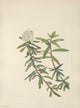 N. American Wild Flowers Labrador-tea Art Print by Mary V. Walcott