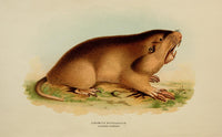Mammals of Minnesota 1892 Pocket Gopher Poster Print