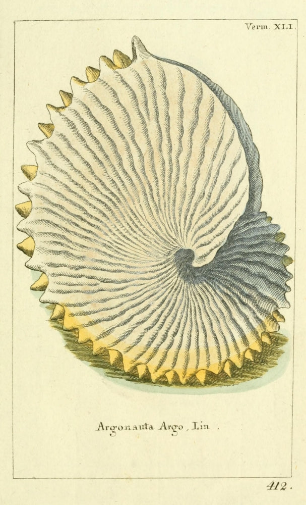 Naturgeschichte des Thierreichs 1780 Shells Argonauta Poster Print by Daniel Sotzmann