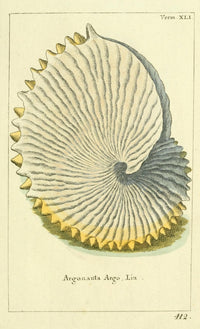 Naturgeschichte des Thierreichs 1780 Shells Argonauta Poster Print by Daniel Sotzmann