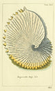Naturgeschichte des Thierreichs 1780 Shells Argonauta Poster Print by Daniel Sotzmann