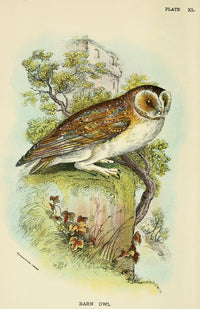 Hand-book to the Birds 1896 Barn Owl Poster Print showcasing a detailed illustration of the Barn Owl.