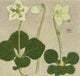 Alpine Flora 1911 Pyrola Uniflora Poster Print by Philippe Robert