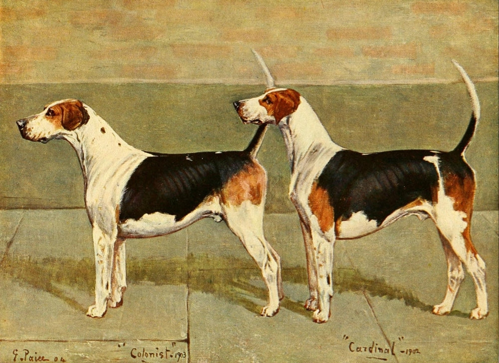 Foxhounds poster print from The New Book of the Dog 1911 by George Paice.