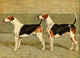 Foxhounds poster print from The New Book of the Dog 1911 by George Paice.