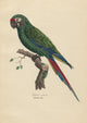 Monographie der Papergeien 1842 Poster Print featuring vibrant bird illustrations.