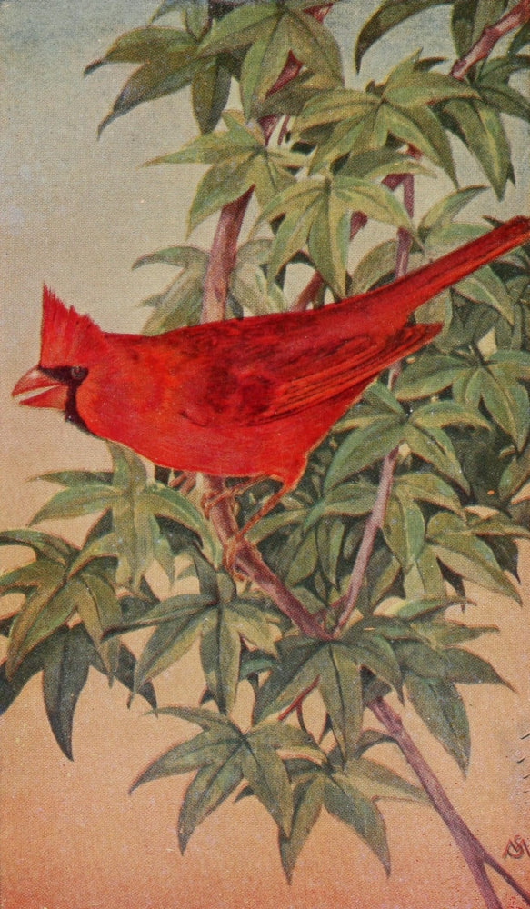 Wild Birds Cardinal Poster Print by F. S. Mathews showcasing a vibrant red cardinal.