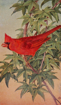 Wild Birds Cardinal Poster Print by F. S. Mathews showcasing a vibrant red cardinal.