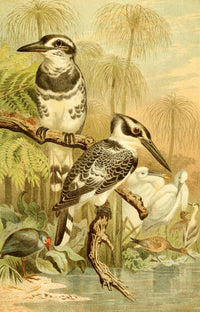 Brehms Tierleben 1900 Black and White Kingfisher Poster Print
