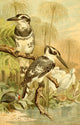 Brehms Tierleben 1900 Black and White Kingfisher Poster Print