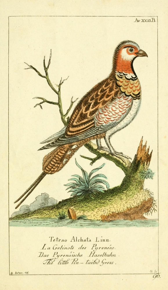 Pin-tailed Grouse Poster Print from Naturgeschichte des Thierreichs 1780