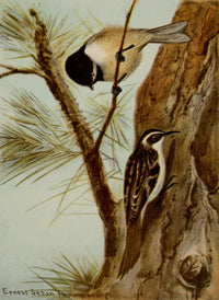 Bird Life 1901 Chickadee & Brown Creeper Poster Print by Ernest T. Seton