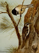 Bird Life 1901 Chickadee & Brown Creeper Poster Print by Ernest T. Seton